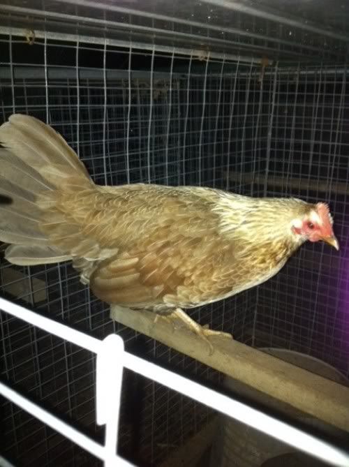 chocgrayhen.jpg
