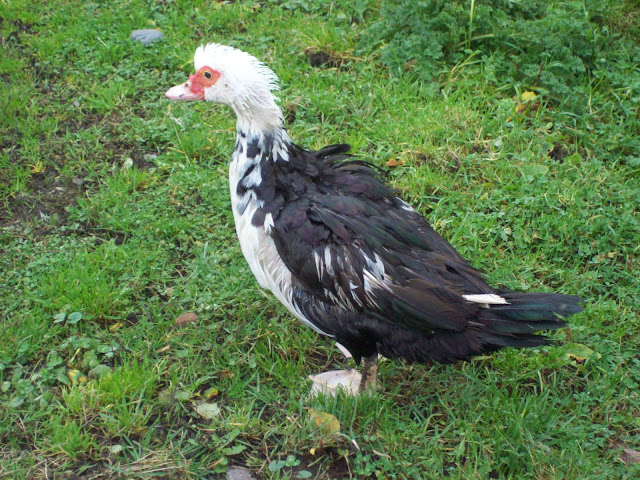 100_4805.JPG