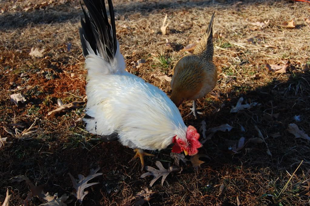 Val-DayPets072.jpg