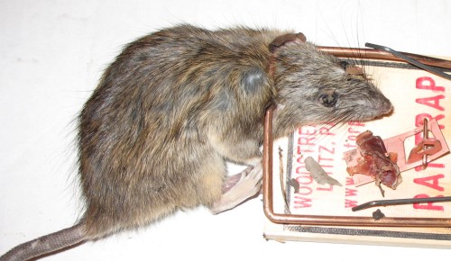 rat.jpg