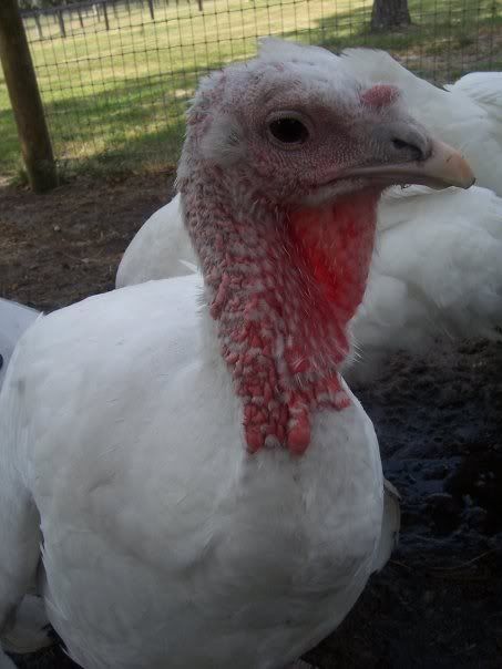turkey.jpg