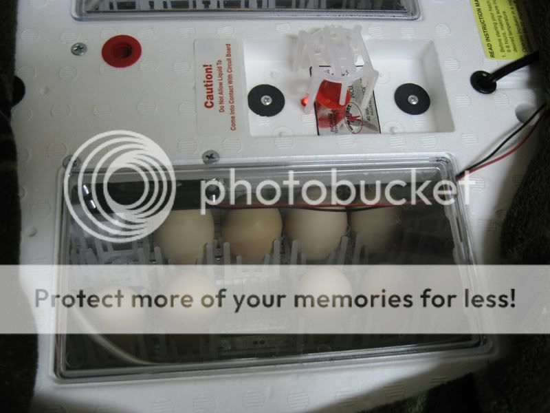 INCUBATOR.jpg