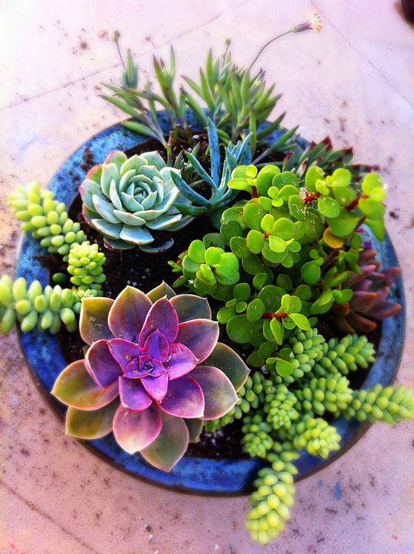 succulent5.jpg