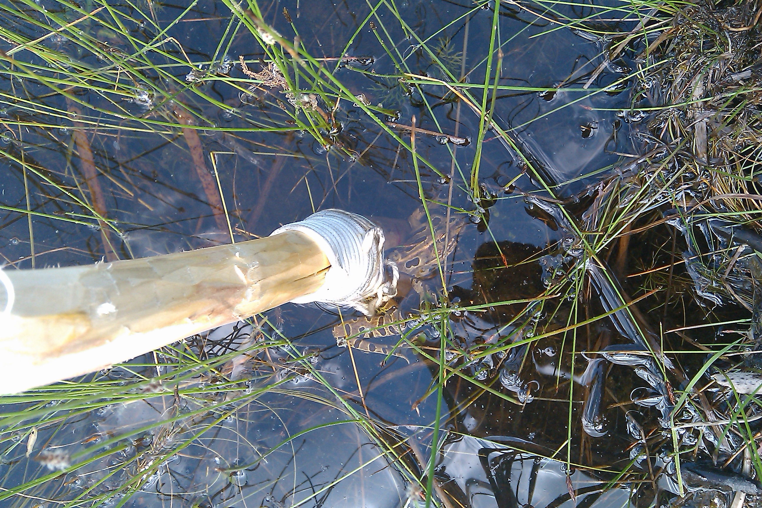 Frog_Spear_02.jpg