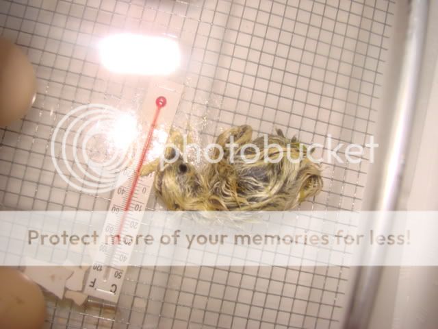DSC04303.jpg