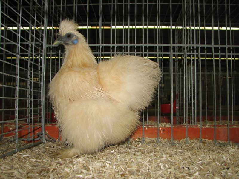 Zijdehoenders_Isabel_hen.jpg