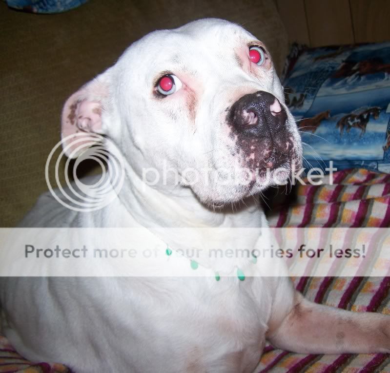 dogbling1.jpg