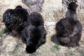 BlackSilkies3-07.jpg