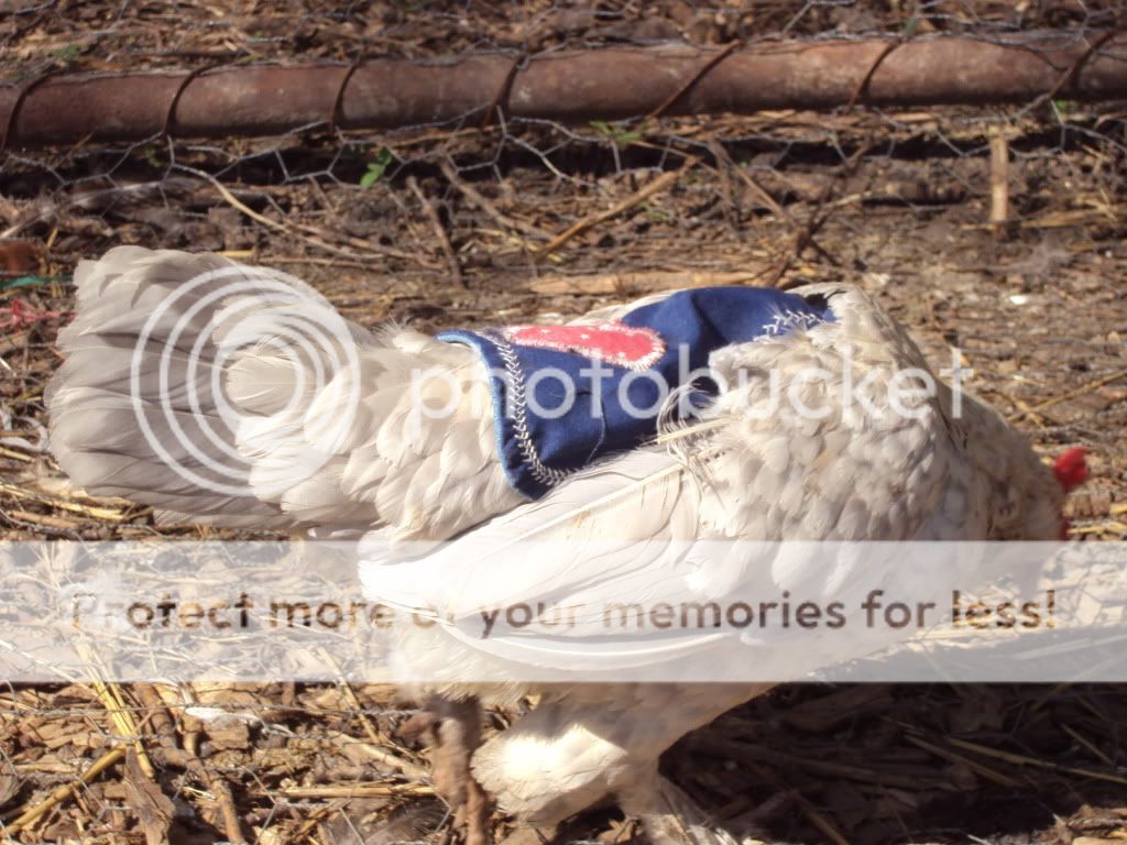 ChickPicks1311.jpg