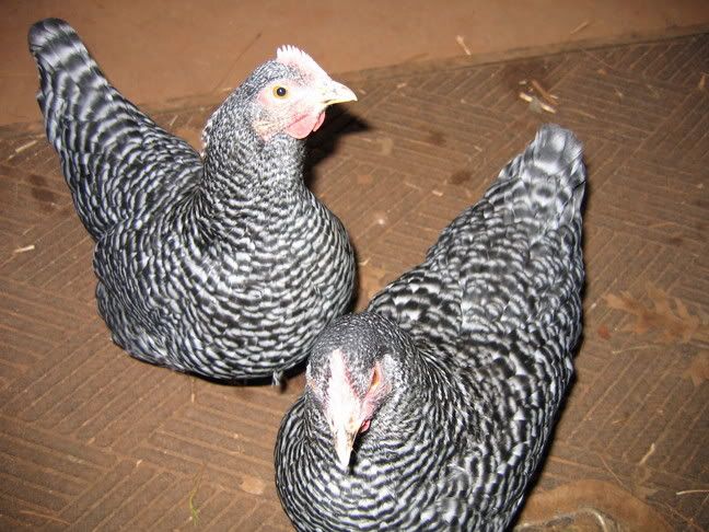 Chickens4.jpg