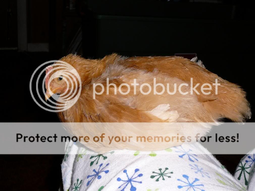 Lapchicken2.jpg