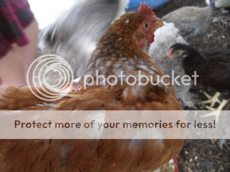 chickens032.jpg