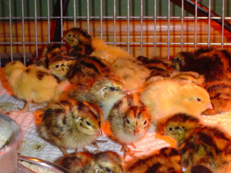 Quailchicks09005.jpg