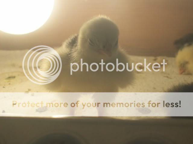 chick013.jpg