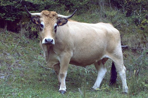 cow-2825869__340.jpg