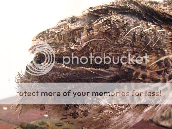 PC1.jpg