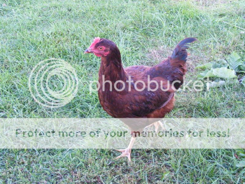 chickens016.jpg