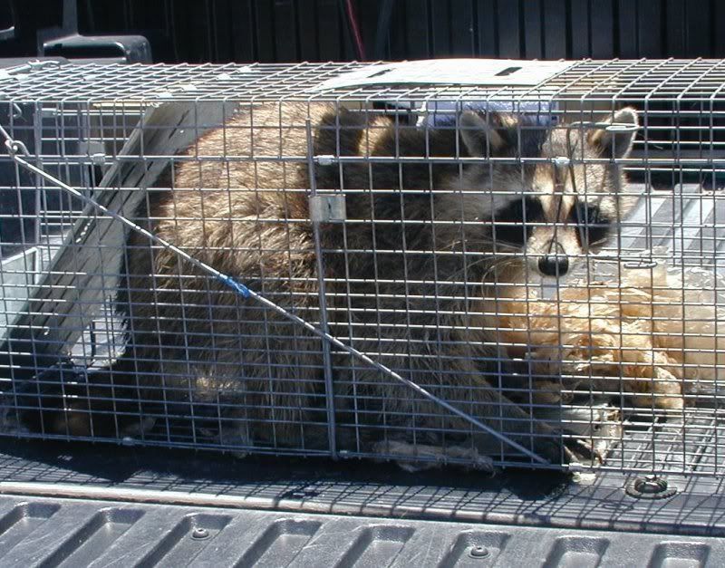 RaccoonSm.jpg