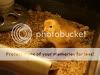 Chicks037-1.jpg