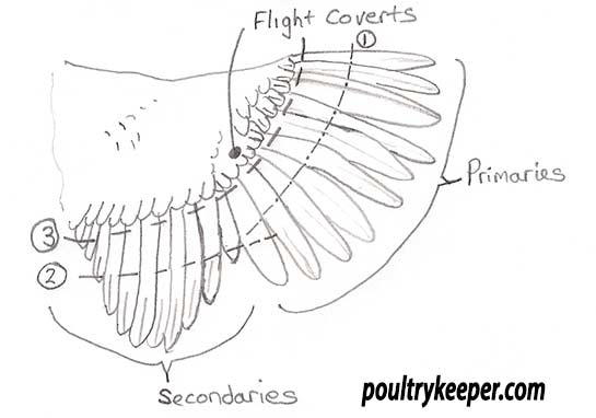 Chicken-Wing-Clipping.jpg