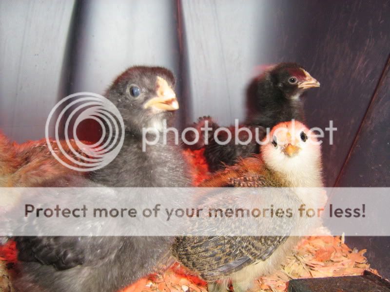 Chicks032.jpg