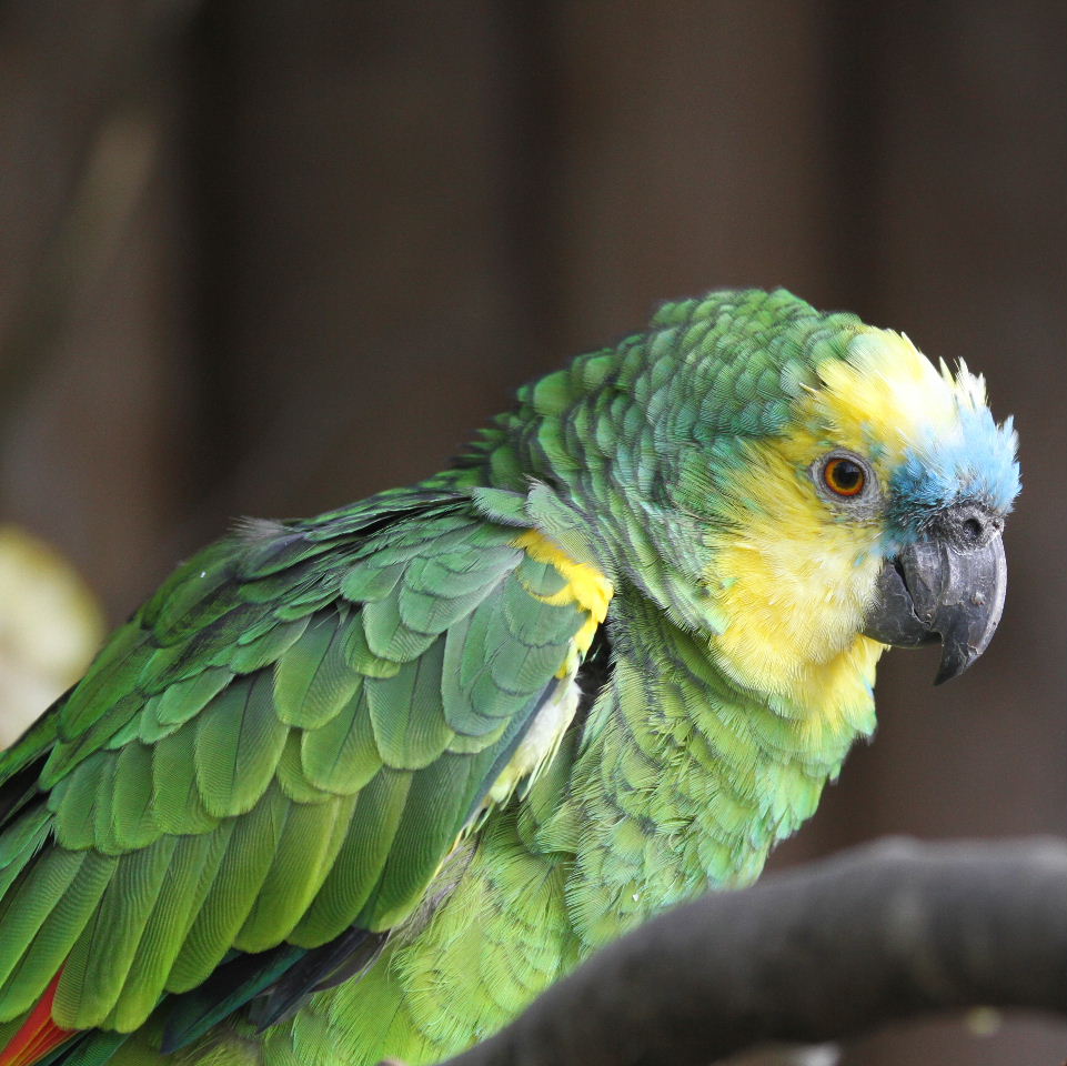 Turquoise-fronted Amazon