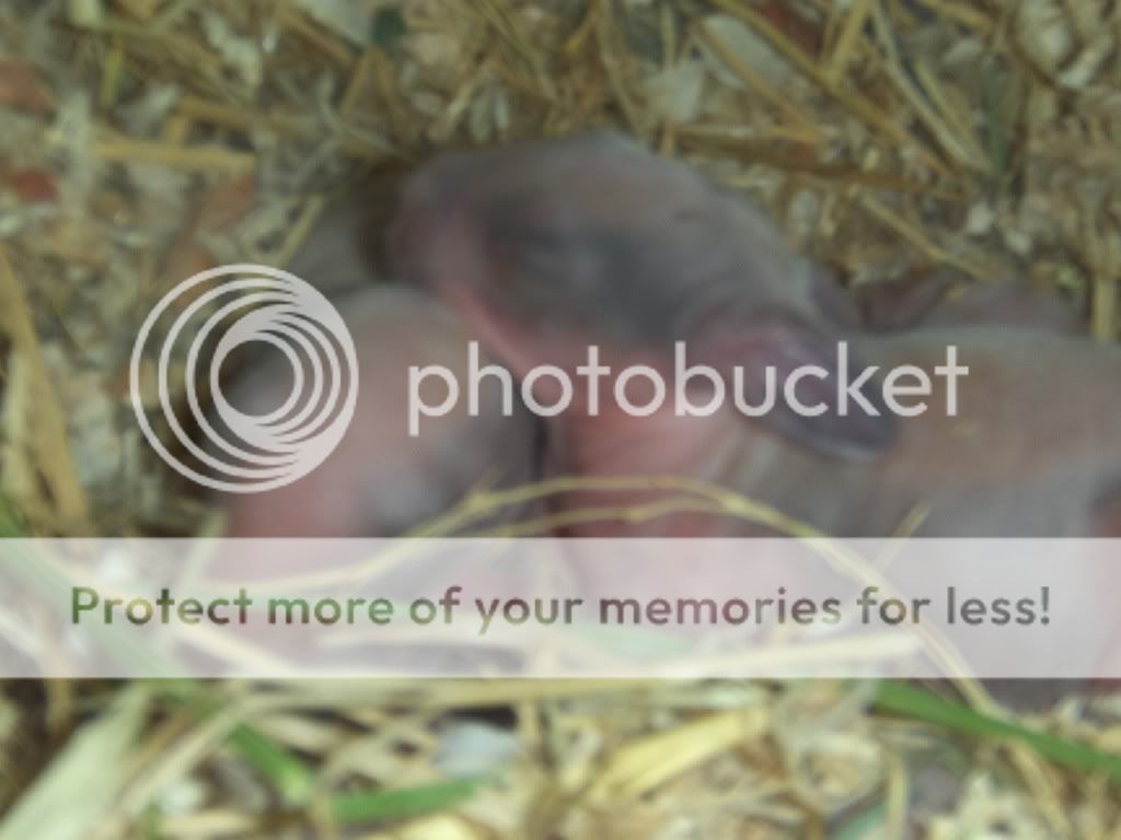 2011babies007.jpg