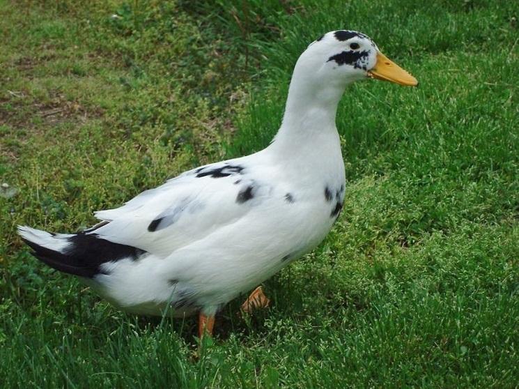 Ancona-Duck.jpg