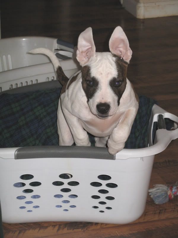 Flyingoutofthewashbasket2-07.jpg