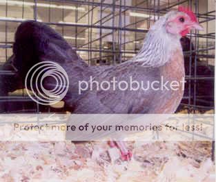 silver_duckwing_OEG_Bantam_Hen.jpg