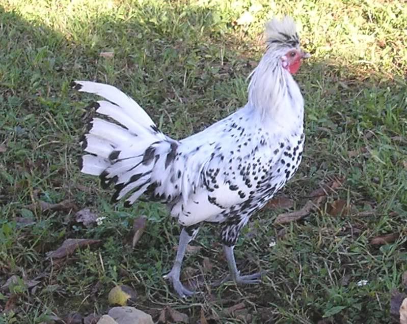 Spitz2a.jpg