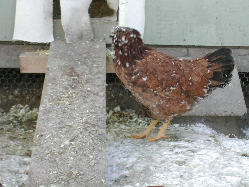 DSCN5135.jpg