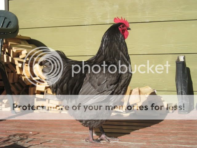 IMG_8942.jpg