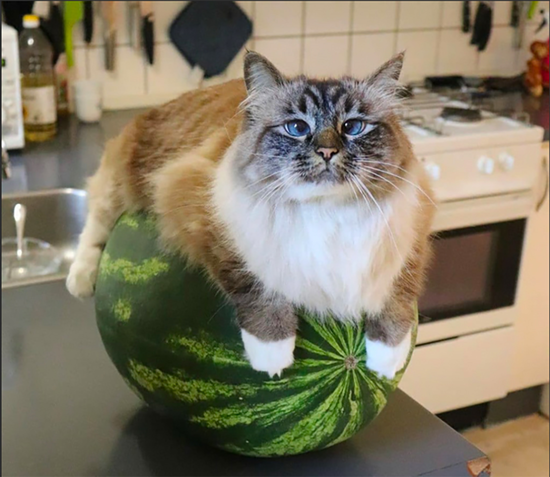 animalmeme13.jpg