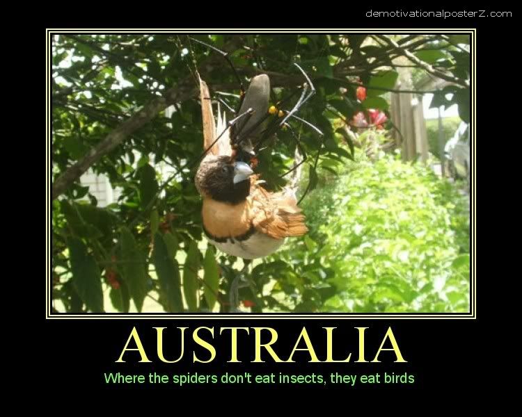 australia-spider-eats-birds.jpg