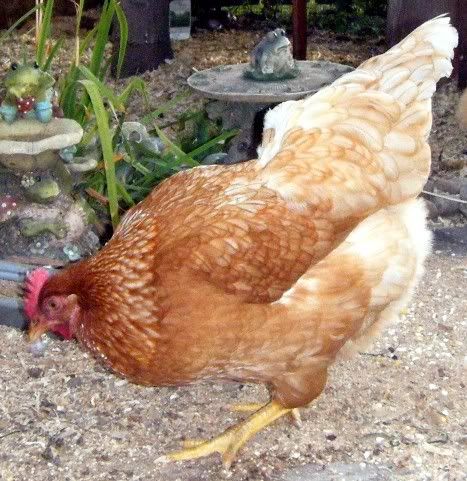 chickens065.jpg