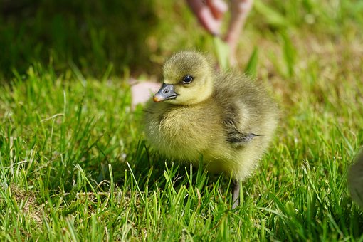 chicken-870563__340.jpg