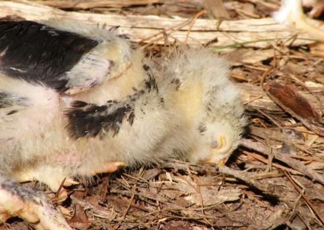 Chicks101809023.jpg