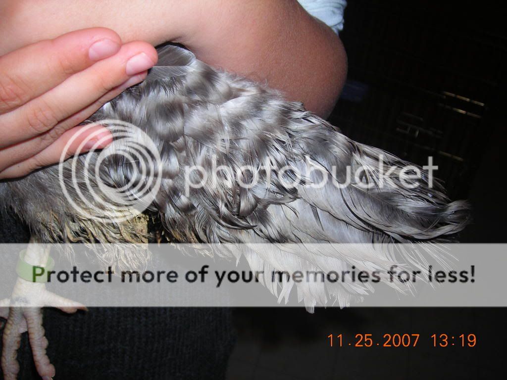 DSCN1385.jpg