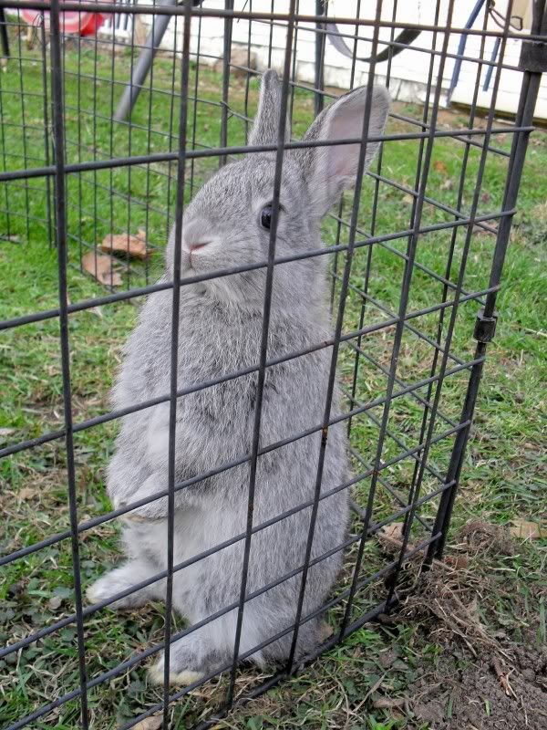 kbunnies018.jpg