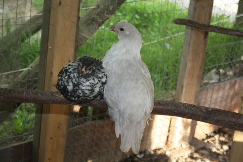 mar2010800.jpg
