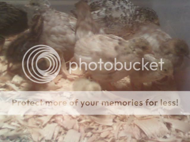 Picture042.jpg