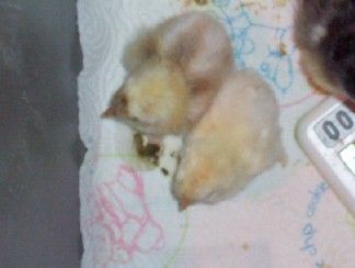 900x900px-LL-d909499d_BarredBTBbaby.jpeg