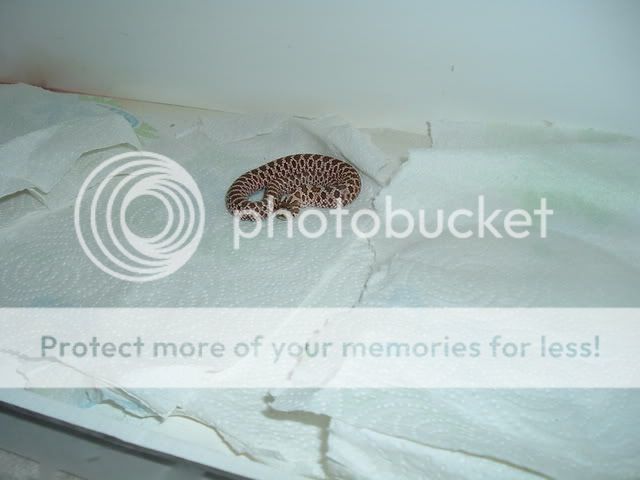 SilkiesOthers046.jpg