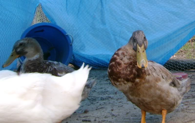 Newducks.jpg