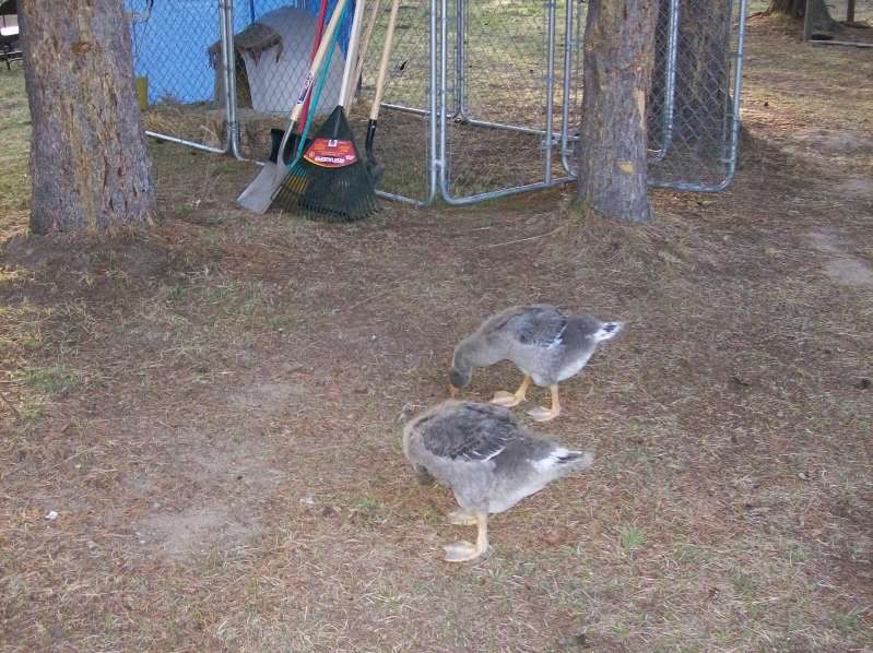 goosequestion005.jpg