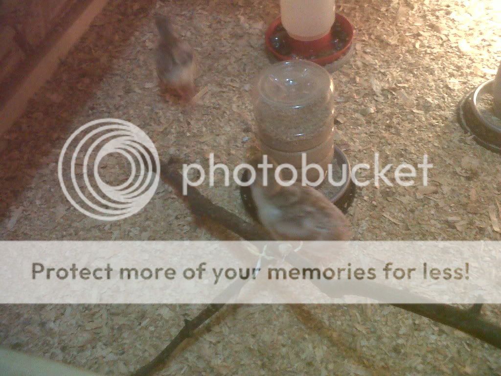 IMG00052-20100427-2018.jpg