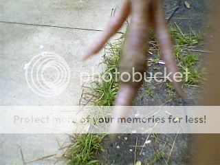 INFECTEDQUAILTOE002.jpg