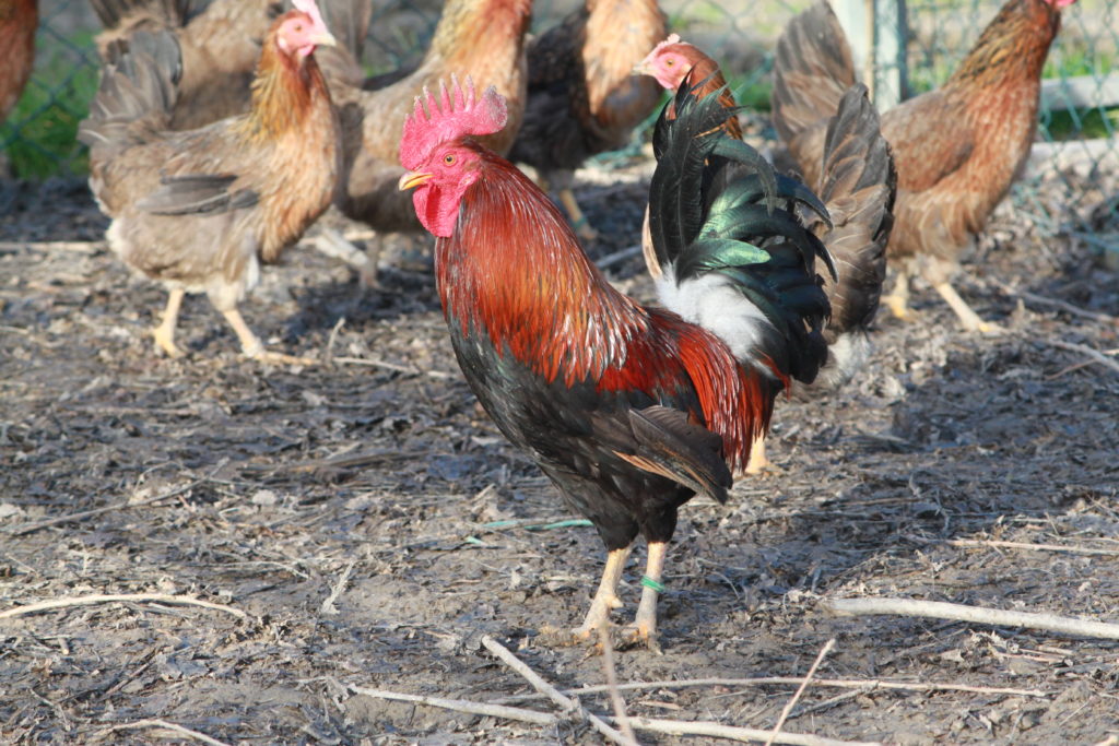 4-pepoi-pepoi-maschio-1024x683.jpg