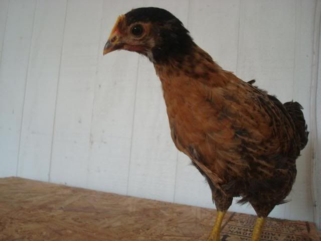 016-5.jpg